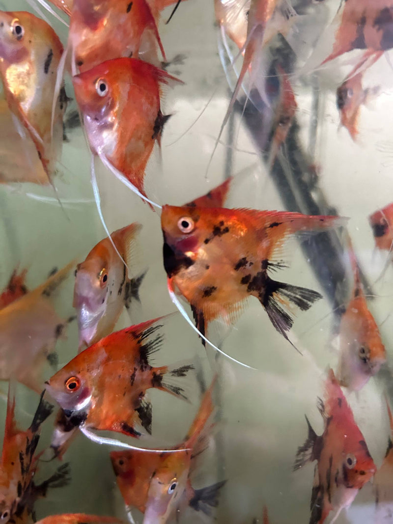 Live Freshwater Aquarium Red Devil Angelfish SMALL 1.50"