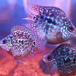 Live Fish American Cichlid SHORT BODY SUPER RED TEXAS Fry 1.00-2.00 inch (CHD-049)