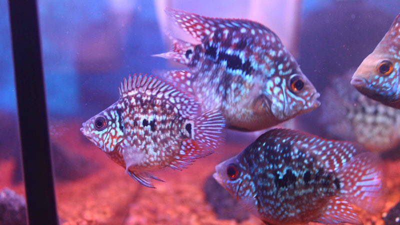 Live Fish American Cichlid SHORT BODY SUPER RED TEXAS Fry 1.00-2.00 inch (CHD-049)