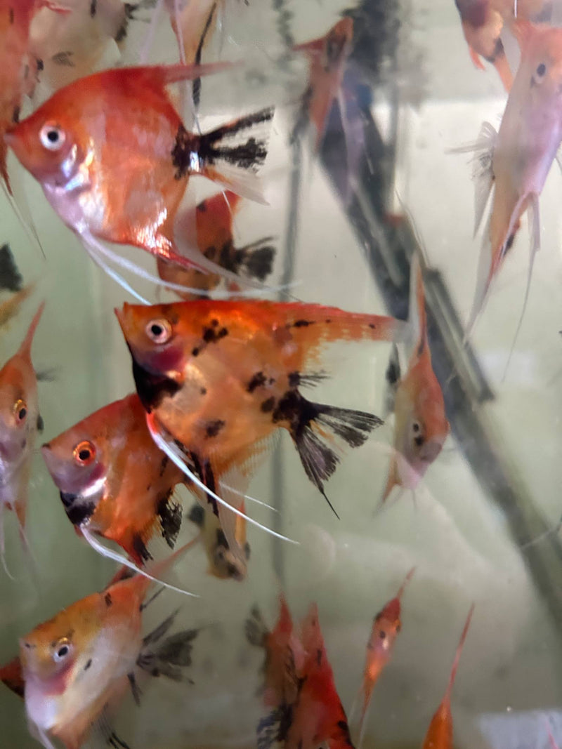 Live Freshwater Aquarium Red Devil Angelfish SMALL 1.50"