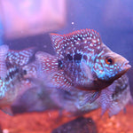 Live Fish American Cichlid SHORT BODY SUPER RED TEXAS Fry 1.00-2.00 inch (CHD-049)