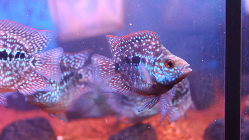 Live Fish American Cichlid SHORT BODY SUPER RED TEXAS Fry 1.00-2.00 inch (CHD-049)