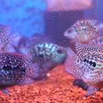 Live Fish American Cichlid SHORT BODY SUPER RED TEXAS Fry 1.00-2.00 inch (CHD-049)