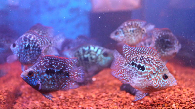 Live Fish American Cichlid SHORT BODY SUPER RED TEXAS Fry 1.00-2.00 inch (CHD-049)