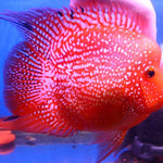 Live Fish American Cichlid SHORT BODY SUPER RED TEXAS Fry 1.00-2.00 inch (CHD-049)