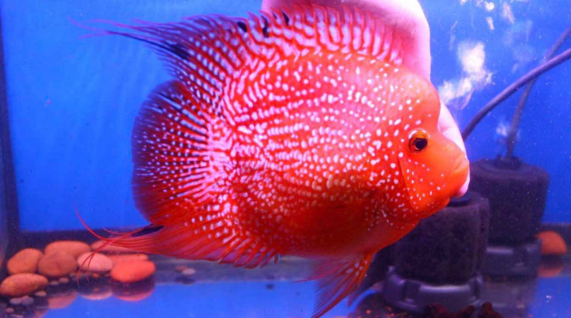 Live Fish American Cichlid SHORT BODY SUPER RED TEXAS Fry 1.00-2.00 inch (CHD-049)