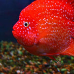 Live Fish American Cichlid SHORT BODY SUPER RED TEXAS Fry 1.00-2.00 inch (CHD-049)
