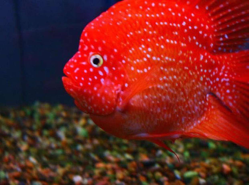 Live Fish American Cichlid SHORT BODY SUPER RED TEXAS Fry 1.00-2.00 inch (CHD-049)