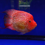 Live Fish American Cichlid SHORT BODY SUPER RED TEXAS Fry 1.00-2.00 inch (CHD-049)