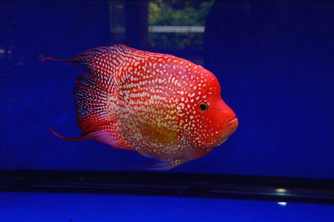 Live Fish American Cichlid SHORT BODY SUPER RED TEXAS Fry 1.00-2.00 inch (CHD-049)
