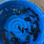 A Grade Our Choice Black Hybrid Dragon Head Ranchu 2.50 inch Body (CGF)