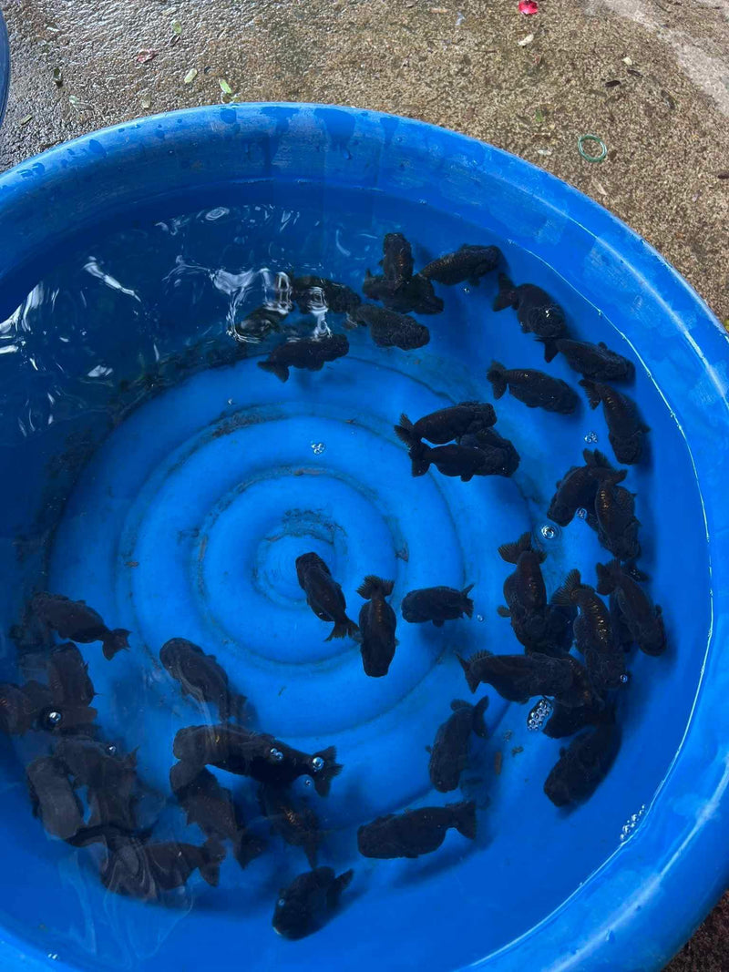 A Grade Our Choice Black Hybrid Dragon Head Ranchu 2.50 inch Body (CGF-087)