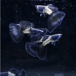 Metal Black Tail Guppy