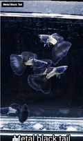 Live Fancy Guppy Fish Metal Black Tail Guppy (CGP-143) R5C01