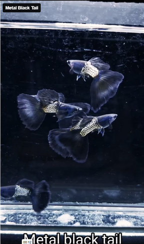 Metal Black Tail Guppy