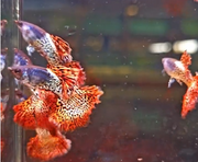 Metal Red Lace guppy