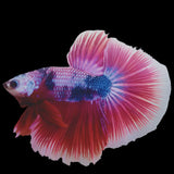 Male Betta Fish - MARBLE PINK TONE HALFMOON Our Choice (CBM-1080)