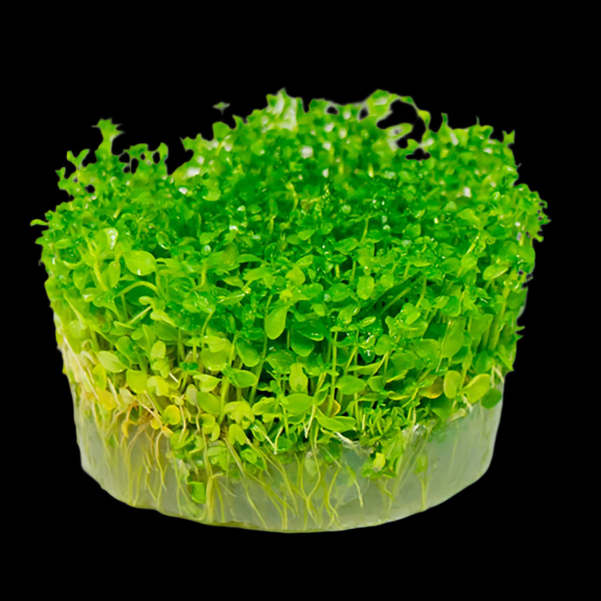 MICRANTHEMUM MICRANTHEMOIDES (PEARL WEED)