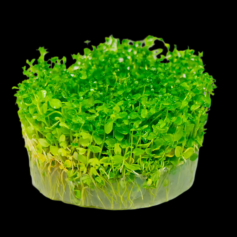 MICRANTHEMUM MICRANTHEMOIDES (PEARL WEED)