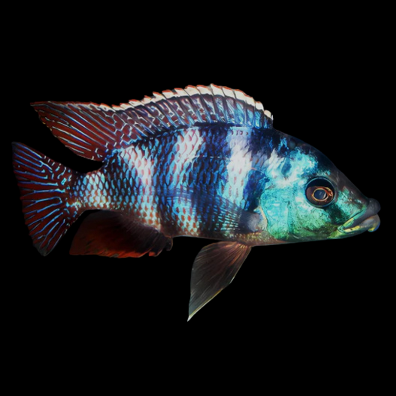 Milimo Cichlid African Cichlid