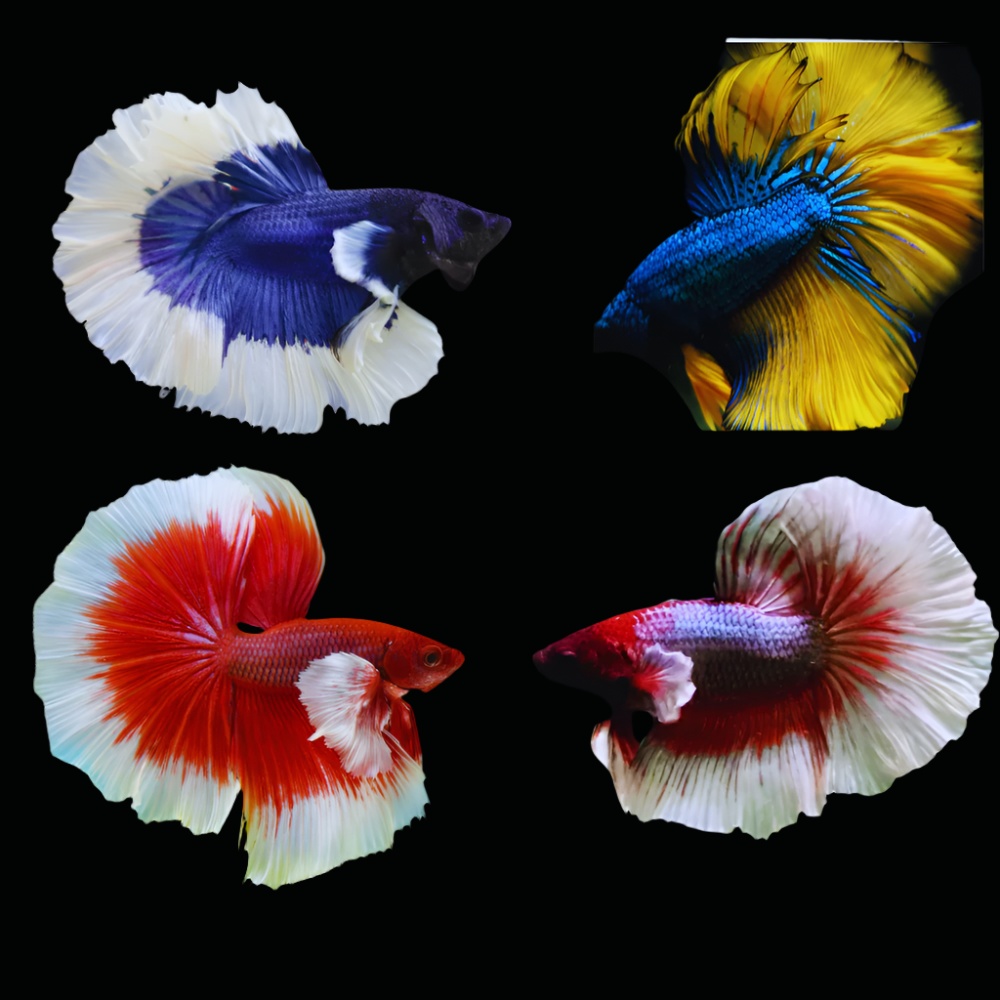Mix Color Butterfly Halfmoon Male Betta