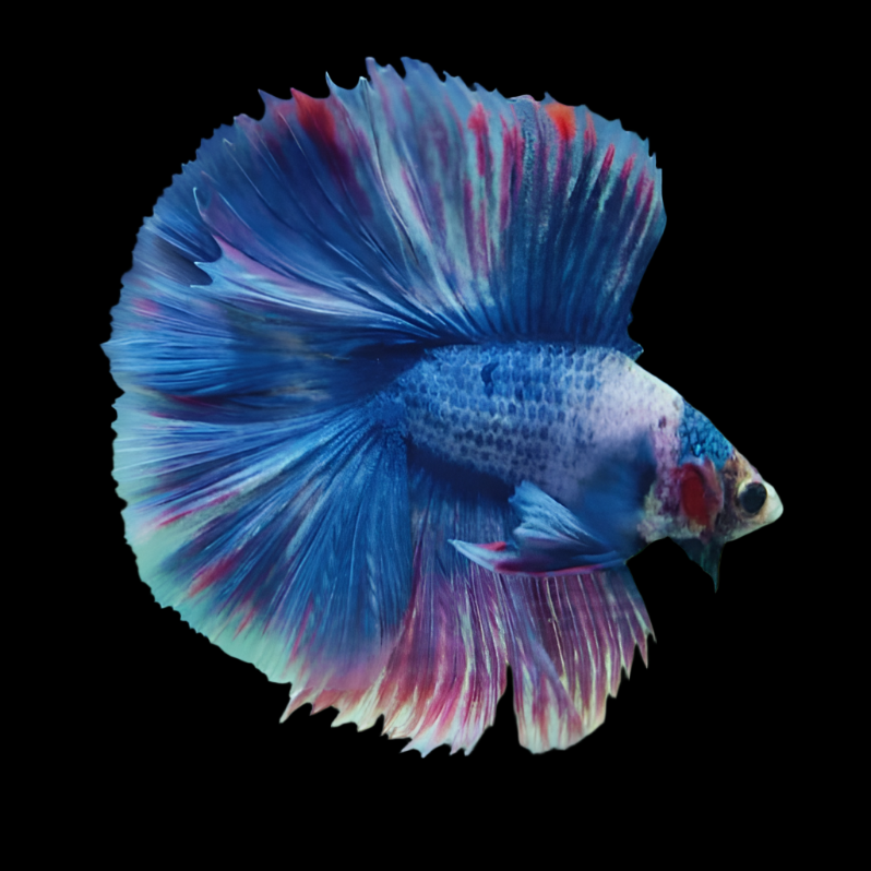 Show Grade double tail Halfmoon Rosetail blue Betta Male
