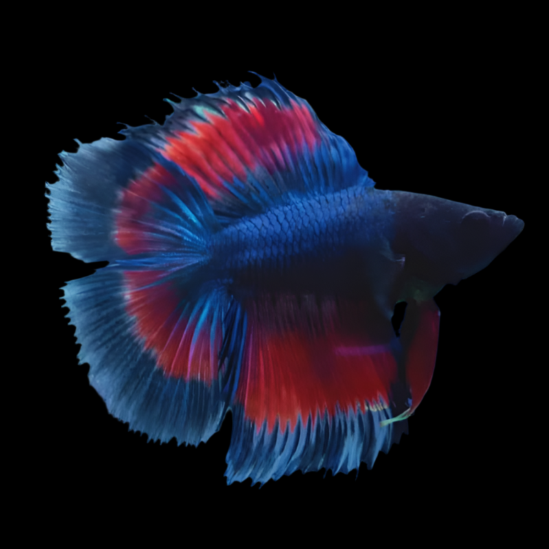 Show Grade double tail Halfmoon Rosetail Butterfly Betta Male