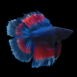 Show Grade double tail Halfmoon Rosetail Butterfly Betta Male