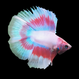 Double Tail Light tone Male betta