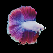 Double Tail Light tone Male betta