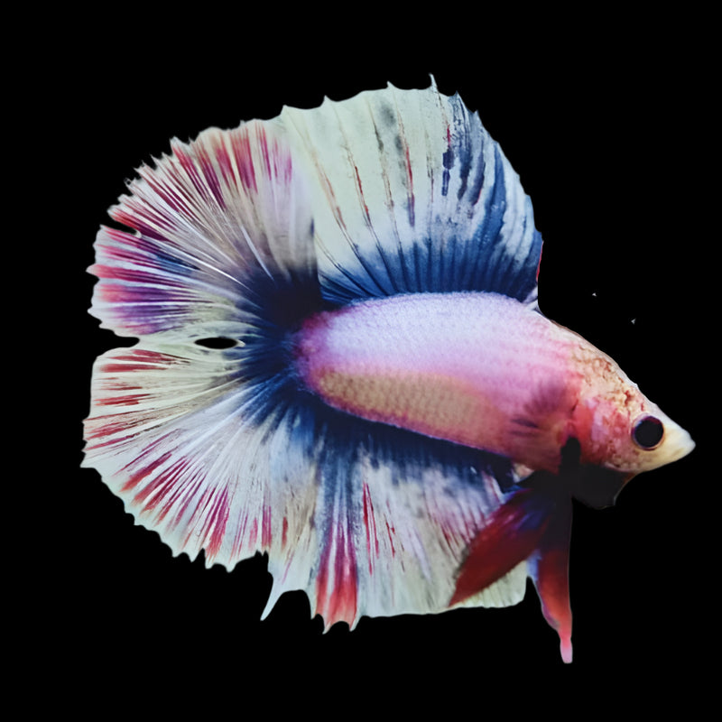 Double Tail Light tone Male betta