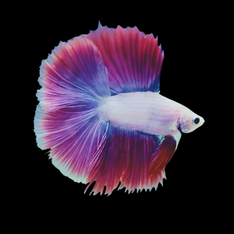 Double Tail Light tone Male betta