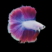 Double Tail Light tone Male betta