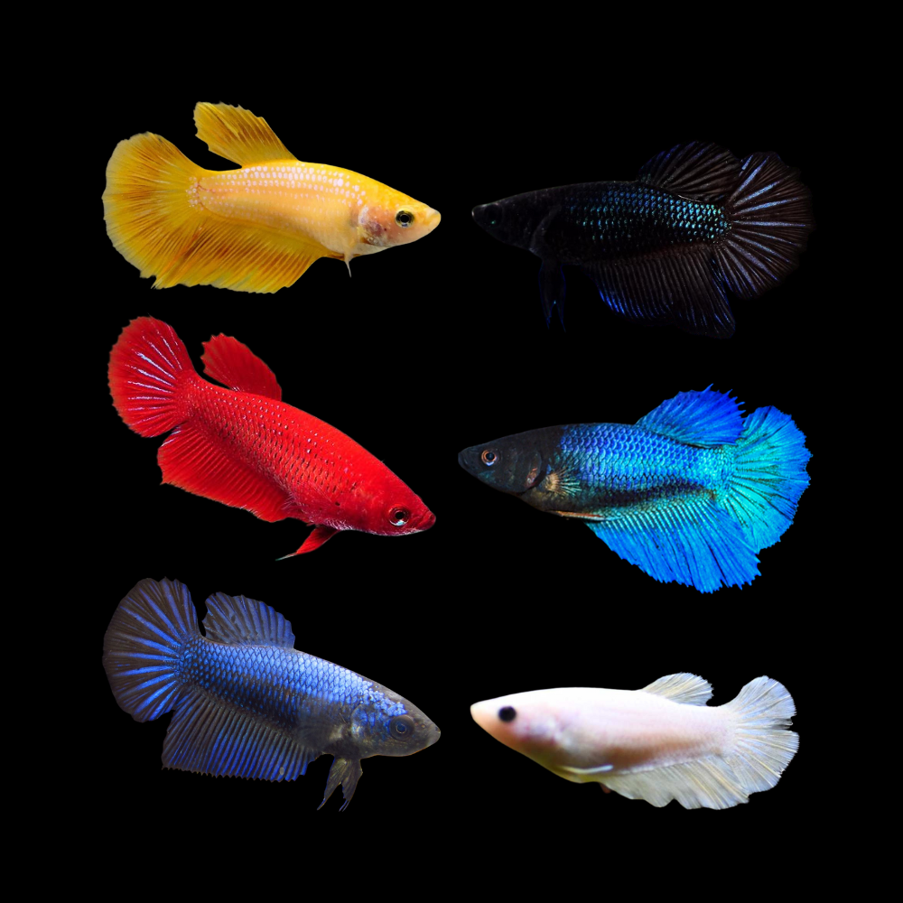 Mixed Solid Color Halfmoon Female Betta