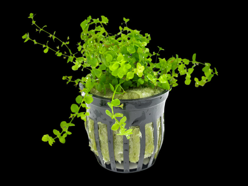 MICRANTHEMUM MONTE CARLO (MONTE CARLO)