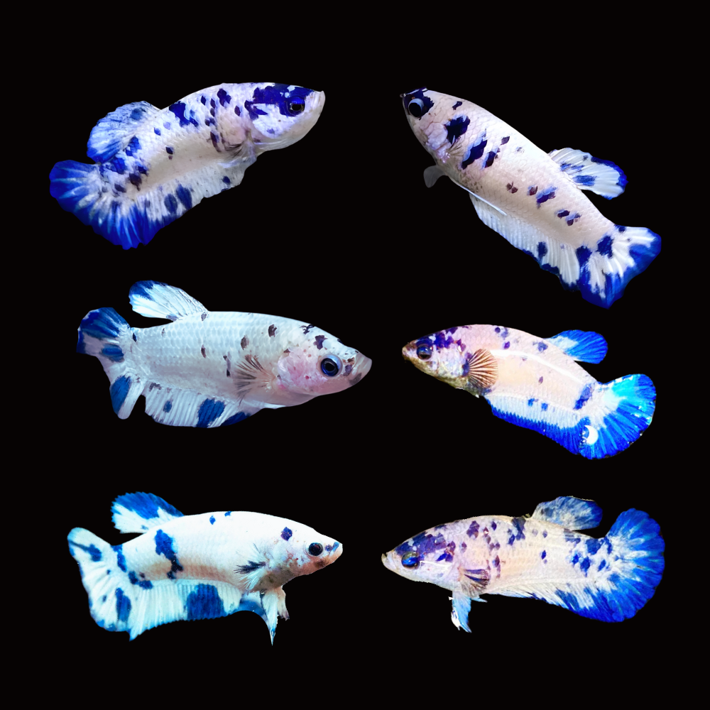 Moo Cow Polkadot Plakat female Betta