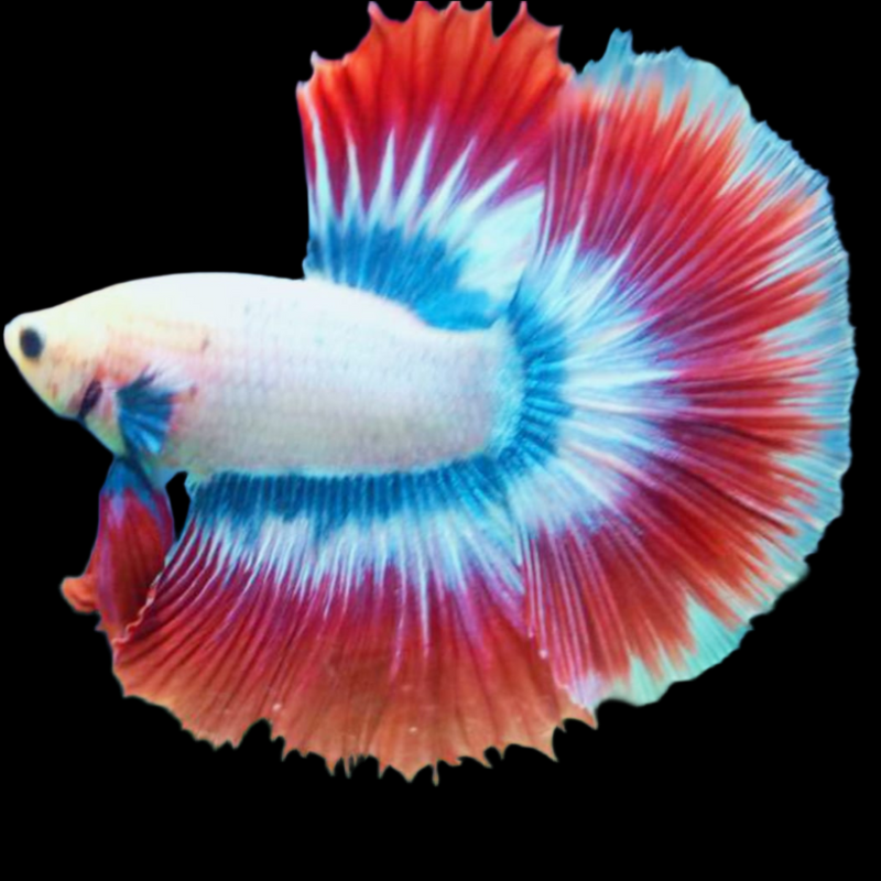 MUSCOT & FLAG PATTERN COLOR HALFMOON Male Betta (CBM-1081) Our Choice BUY 4 GET 1 FREE MIX & MATCH