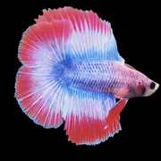 Muscot flag pattern double Tail Male Betta