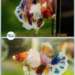 H Live Betta Fish Male Dumbo Plakat Candy Nemo Koi (NAW-75)
