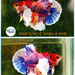 H Live Betta Fish Male Dumbo Plakat Candy Nemo Koi (NAW-76)