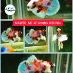 H Live Betta Fish Male Dumbo Plakat Candy Nemo Koi (NAW-81)