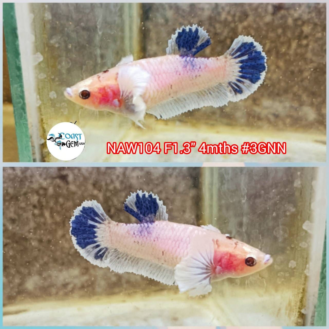 H Live Betta Fish Female Dumbo Fancy Marble (NAW-104)