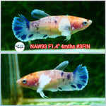 H Live Betta Fish Female Dumbo Plakat Candy (NAW-93)