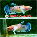 H Live Betta Fish Female Dumbo Plakat Candy (NAW-93)