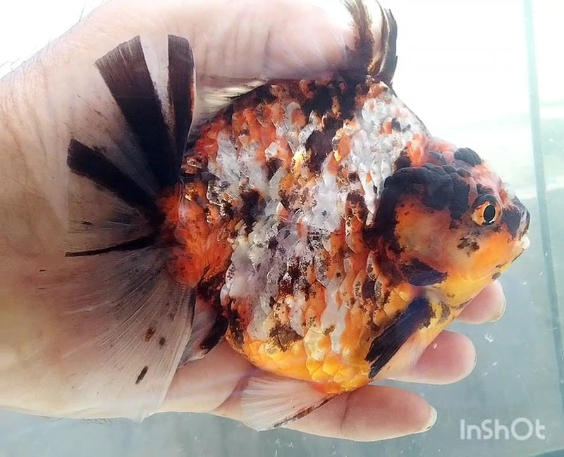 Thai Red Tiger Calico Oranda Yuanbao by NK Thailand 4.00 inch Body Male (NK-1052)SHOWTANK