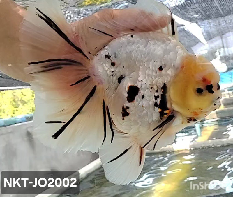 Thai Jumbo White Tiger Calico Orchid Tail Oranda by NK THAILAND 5.00 inch Body (NKT-JO2002)