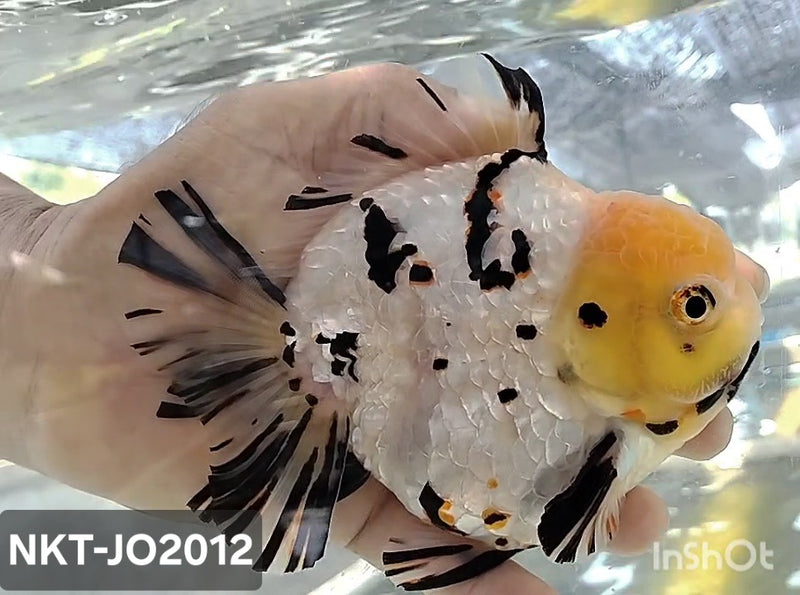 Thai Jumbo White Tiger Calico Yuanbao Oranda by NK THAILAND 5.00 inch Body (NKT-JO2012)