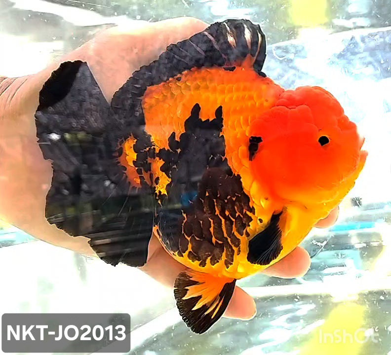 Thai Jumbo Apache Yuanbao Oranda by NK THAILAND 5.00 inch Body (NKT-JO2013)