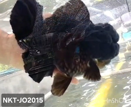 Thai Jumbo Black Orchid Tail Oranda by NK THAILAND 5.00 inch Body (NKT-JO2015)