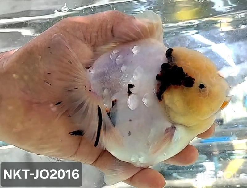 Thai Jumbo White Tiger Calico Yuanbao Oranda by NK THAILAND 5.00 inch Body (NKT-JO2016)
